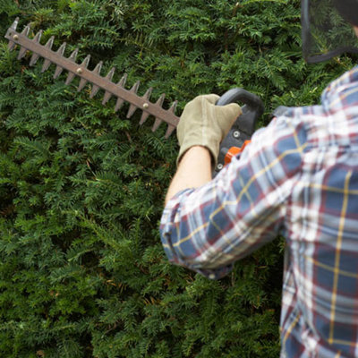 Yew Hedging Plant - 4
