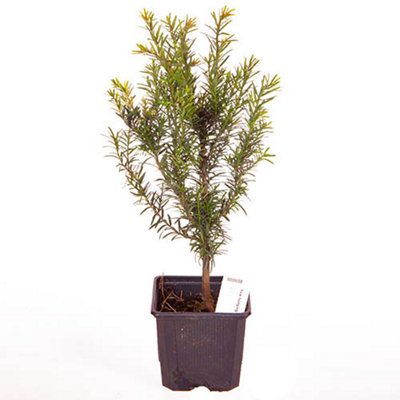 Yew Hedging Plant - 5