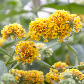 You Garden - 1 x Buddleia weyeriana 'Sungold' Butterfly Bush in a 9cm Pot - Garden Reayd Plants for Bees Supplied as Established P