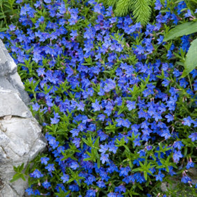 You Garden - 1 x Lithodora 'Heavenly Blue' in a 17cm Pot Ready to Plant Out Now  Summer Flowers & Plants Blue Low Speading Evergre