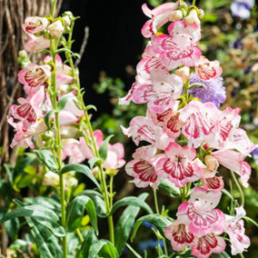 You Garden - 1 x Penstemon hartwegii 'Strawberries and Cream' in a 9cm Pot - Supplied as Garden Ready to plant Out Plants