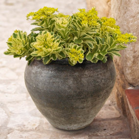 You Garden - 1 x Sedum takesimense 'Atlantis' in a 9cm Pot - Chelsea Plant of the Year 2019 - Drought Tolerant Plants for Gardens