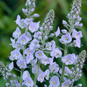 You Garden - 1 x Veronica gentianoides in a 9cm Pot