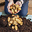 You Garden - 1kg Organic Potato Fertiliser - 1Kg Pack, Vegetable Fertiliser, Slow Release Gardeners Fertiliser for Potatoes and Ro