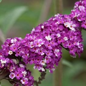 You Garden - 2 x Buddleia Butterfly Bush 'Berries & Cream' Florets in 9cm Pots, Butterfly and Bee Magnet, Supplied as Ready to P