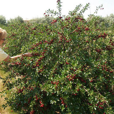 You Garden - 2 x Cherry Fruit Bush 'Athos' in a 3L