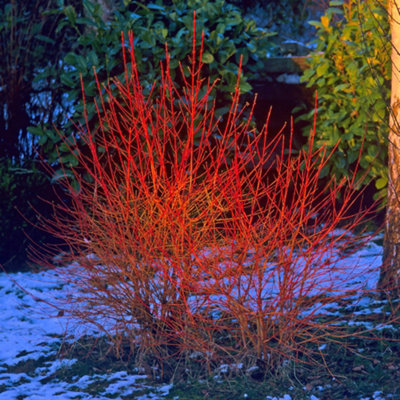 You Garden - 2 x Cornus sanguinea 'Midwinter Fire' in a 9cm Pot