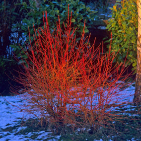 You Garden - 2 x Cornus sanguinea 'Midwinter Fire' in a 9cm Pot
