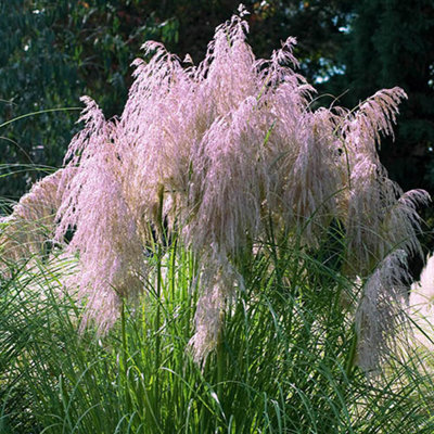 Erba Pampa Bianca Cortaderia Selloana - Set Di 6 Piante In Vaso 9 Cm, Altezza 25-40 Cm