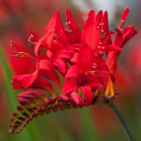 You Garden - 2 x Crocosmia  in 9cm Pots - Garden Ready Established Red Crocosmia Potted - Plants for Gardens Perfect for