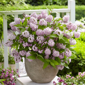 You Garden - 2 x Deutzia 'Raspberry Sundae' in a 9cm Pot