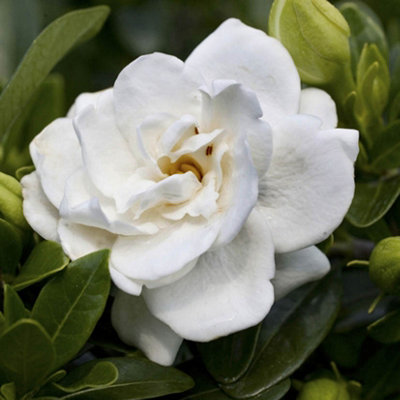 You Garden - 2 x Gardenia jasminoides 'Crown Jewel' in 9cm Pots Ready to Plant Out Now Garden Ready Plants in Pot Supplied as 2 x