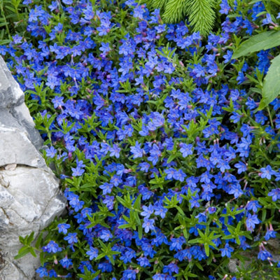You Garden - 2 x Lithodora 'Heavenly Blue' in a 17cm Pot Ready to Plant Out Now  Summer Flowers & Plants Blue Low Speading Evergre