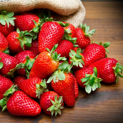 You Garden - 20 x Everbearer Strawberry 'Sweet Summer' Grow Your Own Strawberries Ready to Plant Out Fruit Bushes in Your Garden T