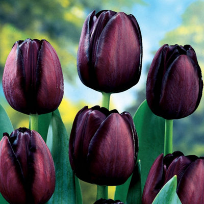 You Garden - 20 x Tulip Bulbs 'Queen of the Night' bulb size 10/11 - Spring Tulip Bulbs for Gardens Ready to Plant in Autumn