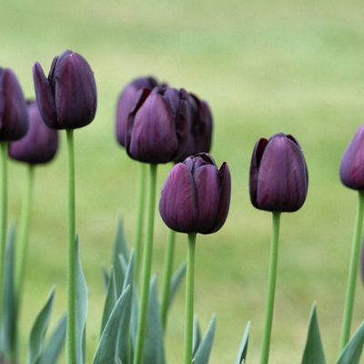 You Garden - 20 x Tulip Bulbs 'Queen of the Night' bulb size 10/11 - Spring Tulip Bulbs for Gardens Ready to Plant in Autumn