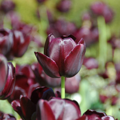 You Garden - 20 x Tulip Bulbs 'Queen of the Night' bulb size 10/11 - Spring Tulip Bulbs for Gardens Ready to Plant in Autumn - 3