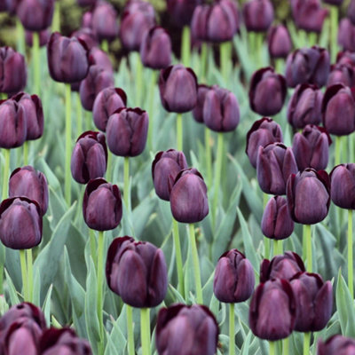 You Garden - 20 x Tulip Bulbs 'Queen of the Night' bulb size 10/11 - Spring Tulip Bulbs for Gardens Ready to Plant in Autumn - 4