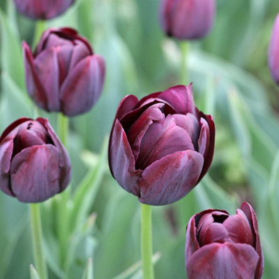 You Garden - 20 x Tulip Bulbs 'Queen of the Night' bulb size 10/11 - Spring Tulip Bulbs for Gardens Ready to Plant in Autumn - 5