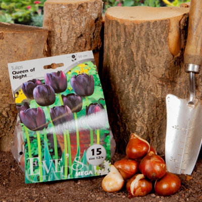 You Garden - 20 x Tulip Bulbs 'Queen of the Night' bulb size 10/11 - Spring Tulip Bulbs for Gardens Ready to Plant in Autumn - 6