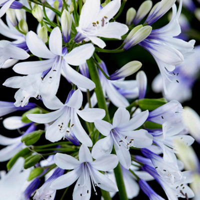 You Garden - 3 x Agapanthus 'Fire works' in 9cm Pots - Garden Ready Agapanthus Plants Ready to Plant Out