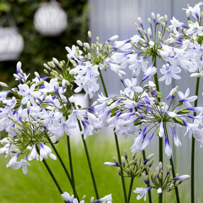 You Garden - 3 x Agapanthus 'Fire works' in 9cm Pots - Garden Ready Agapanthus Plants Ready to Plant Out