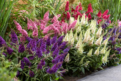 You Garden - 3 x Buddleia davidii 'Butterfly Candy' Collection in 9cm Pots - Bee Friendly Plants for Garden