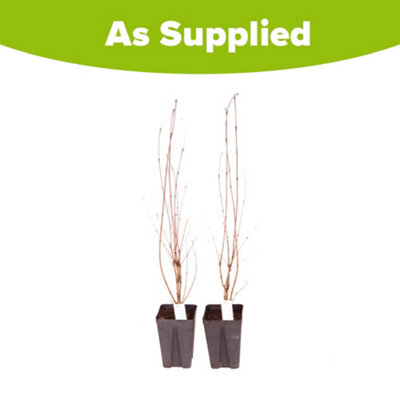 You Garden - 3 x Cercidiphyllum Japonicum 'Toffee Apple Tree' in a