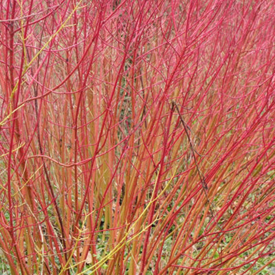 You Garden - 3 x Cornus sanguinea 'Midwinter Fire' in a 9cm Pot