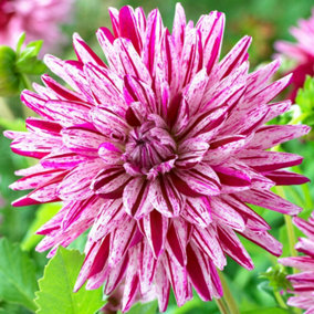 You Garden - 3 x Dahlia Blackberry Ripple tubers