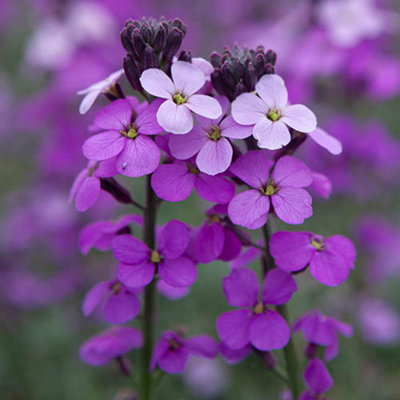 You Garden - 3 x Erysimum Wallflower 'Bowles Mauve' in 9cm Pots - Hardy Perennial Erysimim Plants for Gardens - Garden Ready Outdo
