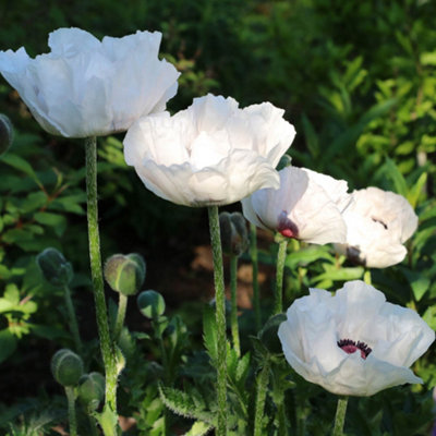 You Garden - 3 x Papaver Orientale in a 9cm Pot Oriental Poppy 'Checkers' 3 x 9cm Pot - Orential Poppies for Gardens Create Your O