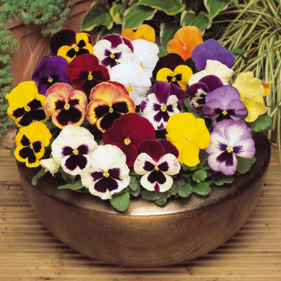 You Garden - 30 x Pansy Matrix Mix Garden Ready Plants