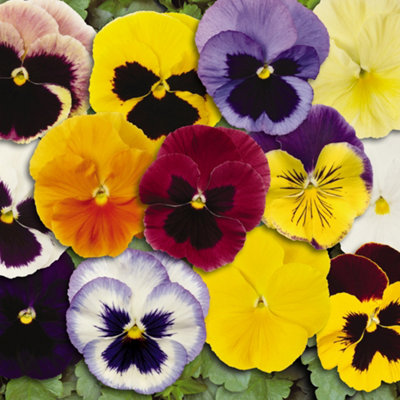 You Garden - 30 x Pansy Matrix Mix Garden Ready Plants