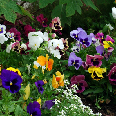 You Garden - 30 x Pansy Matrix Mix Garden Ready Plants - 3