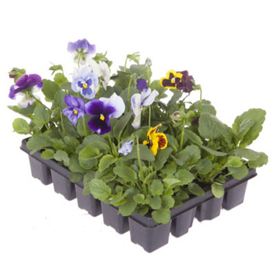 You Garden - 30 x Pansy Matrix Mix Garden Ready Plants - 4