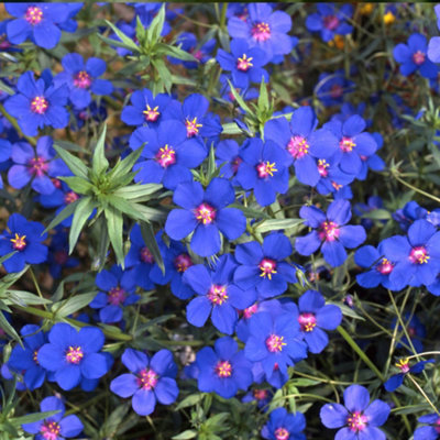You Garden - Anagallis Skylover Blue Pimpernel Set of 12 Plug Plants