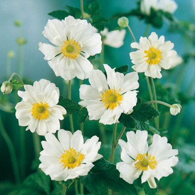 Lucky Charm Anemone (Anemone x hybrida 'Lucky Charm') in