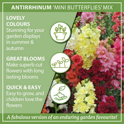 You Garden - Antirrhinum Butterflies 10 Garden Ready Plants