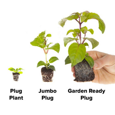 You Garden - Antirrhinum Butterflies 10 Garden Ready Plants - 3