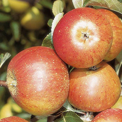 You Garden - Apple Patio Fruit Tree 'Cox's Orange Pippin' in a 5L Pot 90-110cm