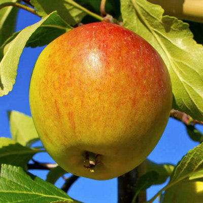 You Garden - Apple Patio Fruit Tree 'Cox's Orange Pippin' in a 5L Pot 90-110cm