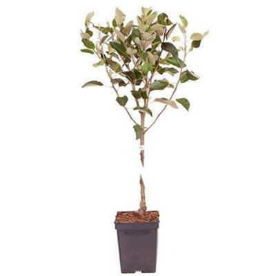You Garden - Apple Patio Fruit Tree 'Cox's Orange Pippin' in a 5L Pot 90-110cm - 3