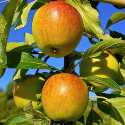 You Garden - Apple Patio Fruit Tree 'Cox's Orange Pippin' in a 5L Pot 90-110cm