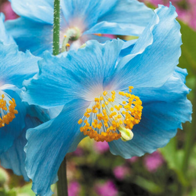 You Garden - Blue Himalayan Poppy in 9cm Pot - Meconopsis