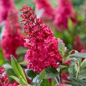 You Garden - Buddleia Butterfly Bush 'Candy Little Ruby' in 3L Pot - Butterfly and Bee Magnet - Supplied as Ready to Plant Establi