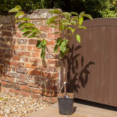 You Garden - Cherry 'Little Stella' Patio 4.5L potted - 3