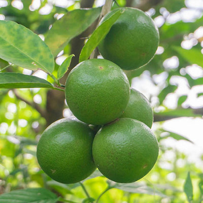 You Garden - Citrus auranifolia 'Mexican Lime' in a 9cm Pot - Citrus Lime tree for Homes and Gardens Supplied as 1 x 9cm Potted Me