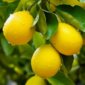 You Garden - Citrus Lemon 'Citron' Tree in a 9cm pot - Lemon Trees for Gardens Grow Your Own Lemon Tree in Gardens and Homes - Per