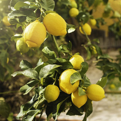 You Garden - Citrus Lemon 'Citron' Tree in a 9cm pot - Lemon Trees for Gardens Grow Your Own Lemon Tree in Gardens and Homes - Per